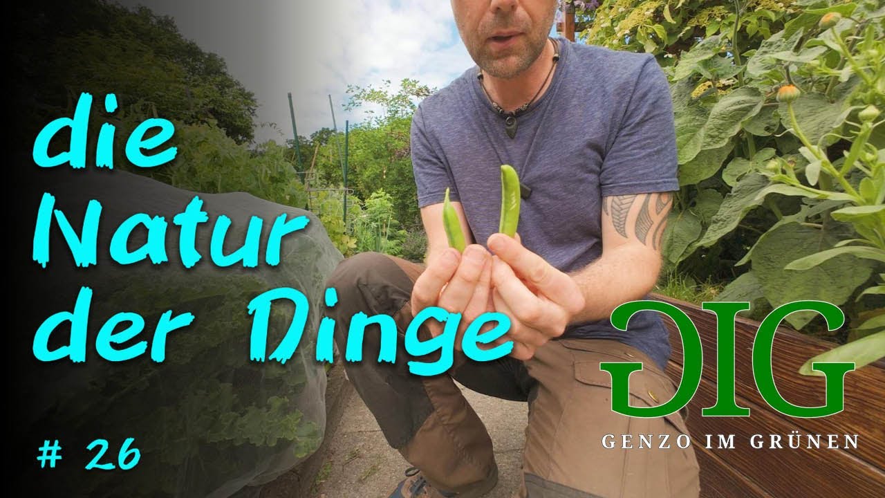 Wie süß können Erbsen wirklich schmecken? Ich hab’s probiert…