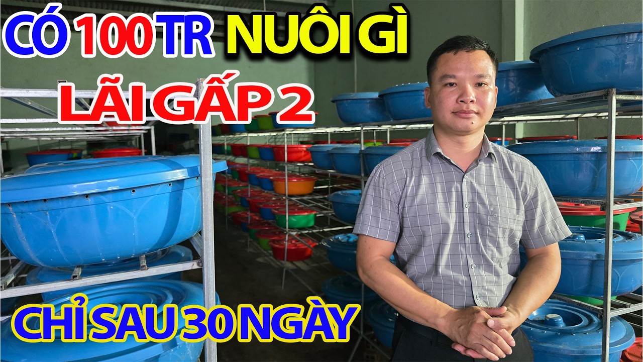 Vốn Chỉ 100 Triệu Đầu Tư Nuôi Đuông Được Hỗ Trợ 200% Vốn Có Lãi Gấp 2 Lần Chỉ Sau 30 Ngày Chăn Nuôi