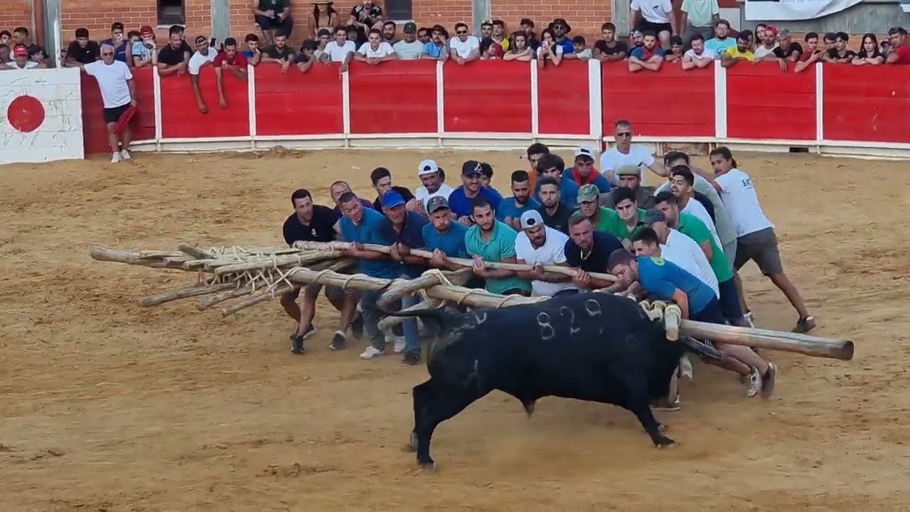 o melhor touro da capeia arraiana soito 2024
