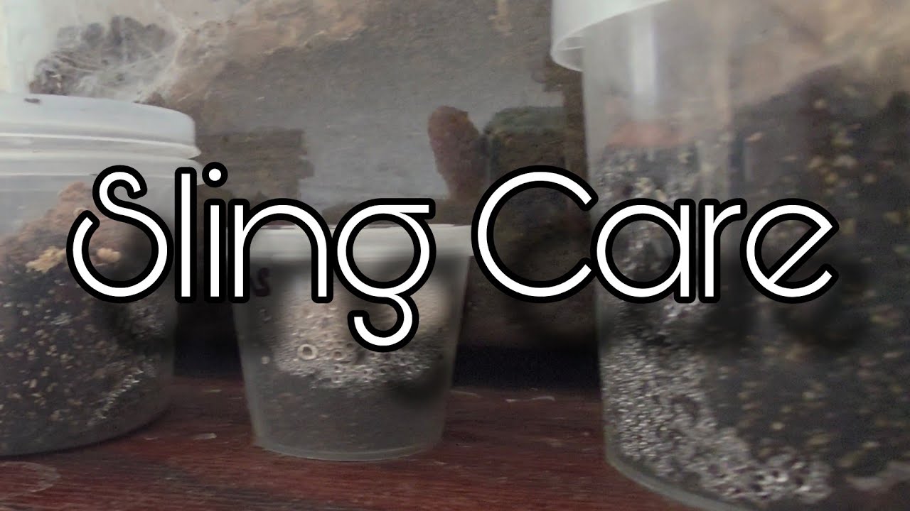Tarantula Sling Care 101 | Tips for Raising Happy, Healthy Spiderlings