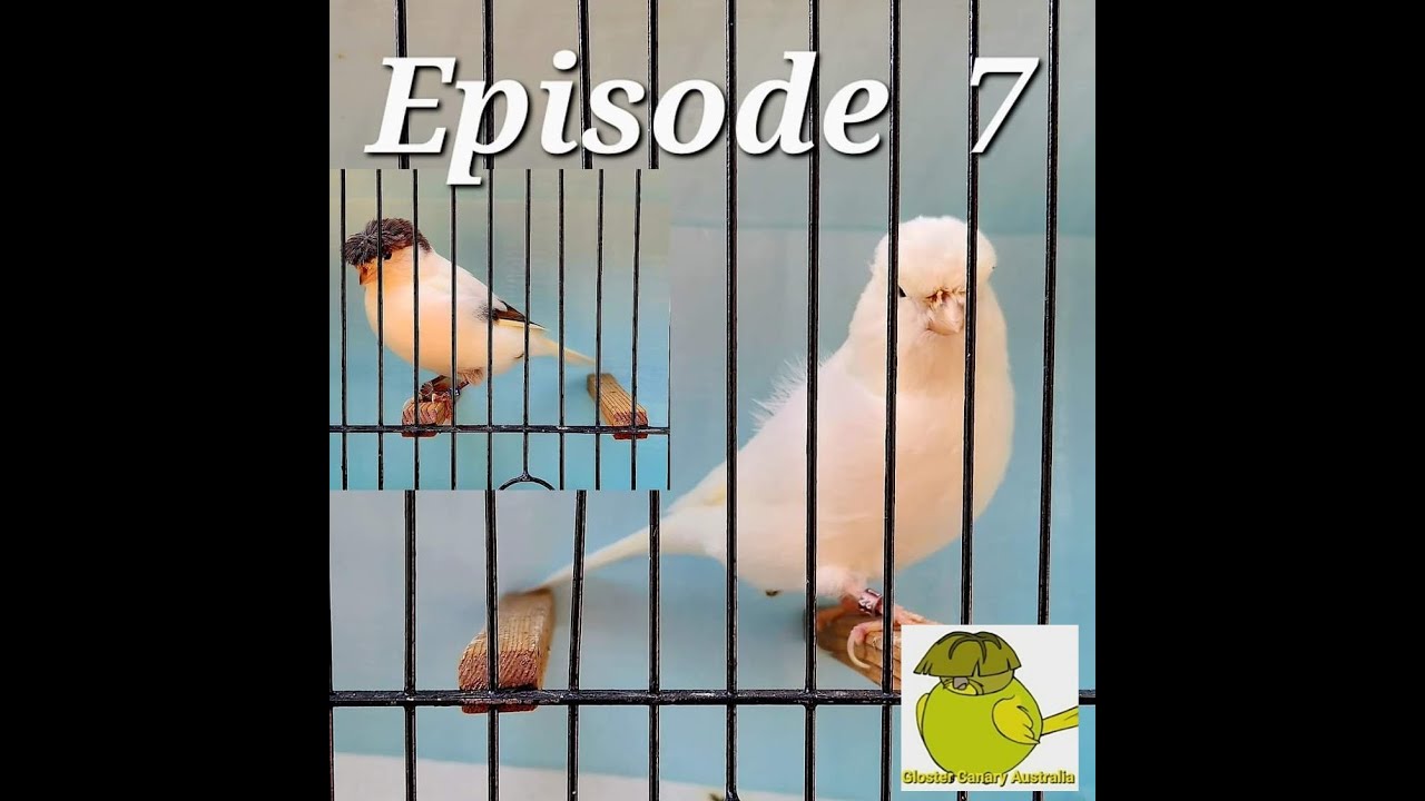 Episode - 7 Gloster canary Australia white grounds & canary feeding