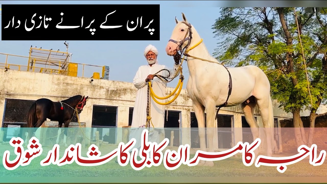 Very Beautiful Stud Farm in Gujrat || Puran ka RB Tent Pegging Club