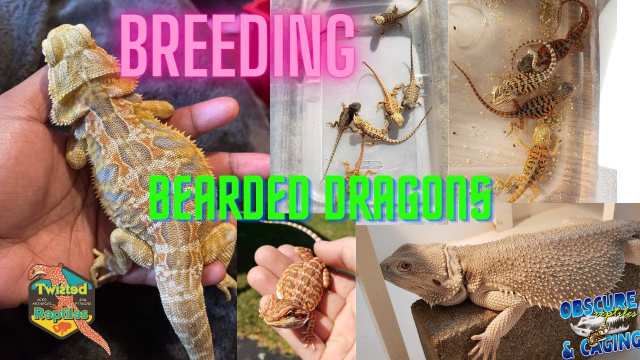 Breeding Bearded Dragons
