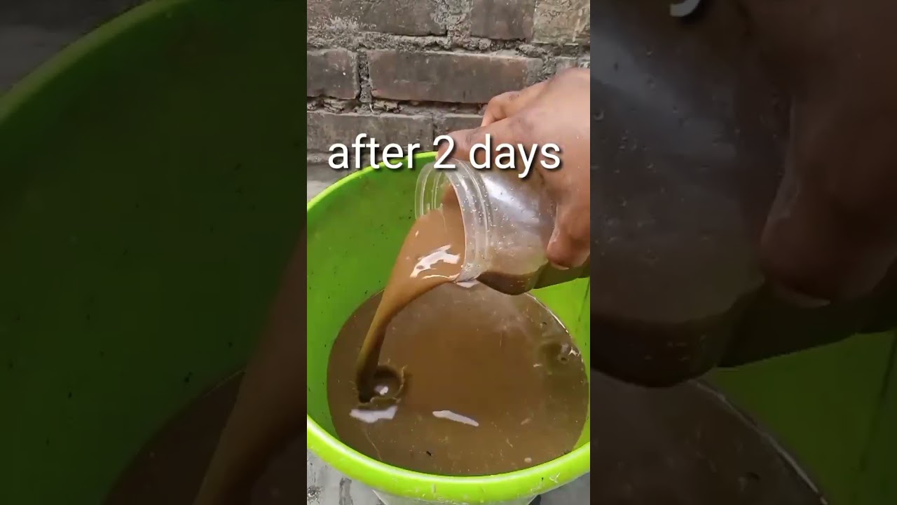 How to Use cow dung to the plants