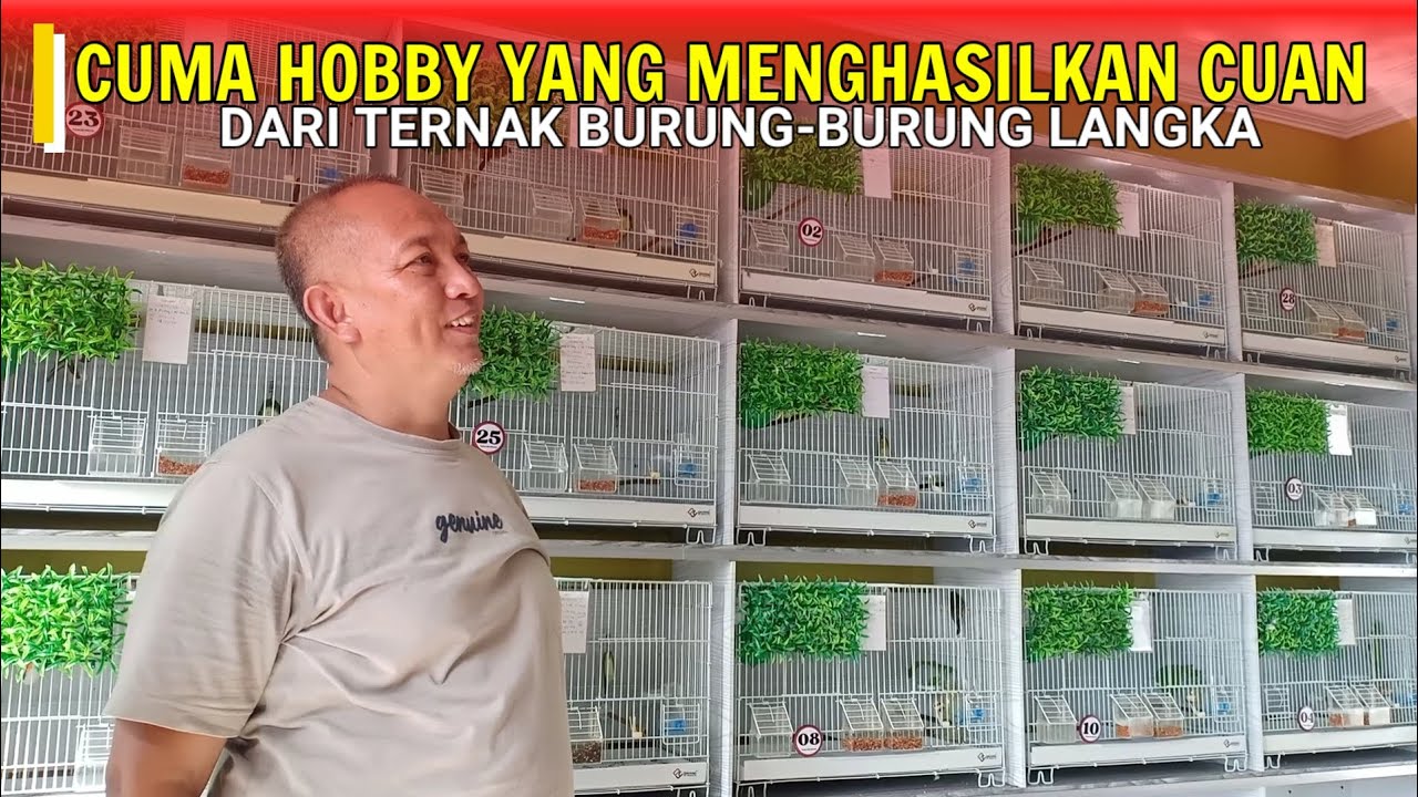 TERNAK PULUHAN JENIS BURUNG FINCH AFRIKA DI RUMAH LANTAI TIGA