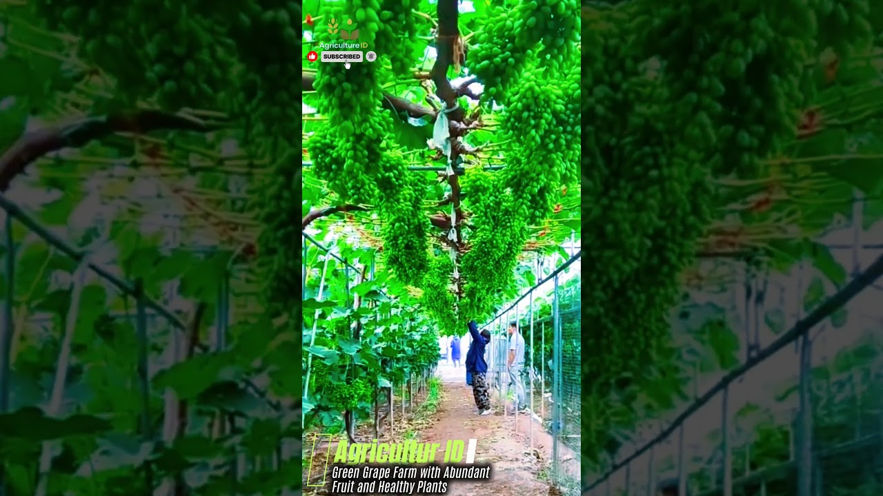 Green Grape Farm with Abundant Fruit and Healthy Plants #agriculture