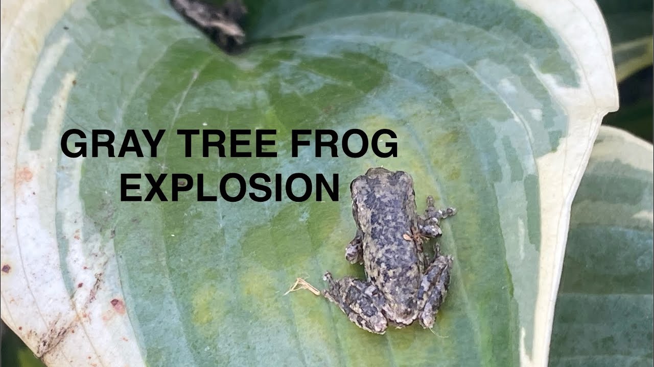 Top Herping Finds of 2025: Baby Gray Tree Frogs in my backyard! 