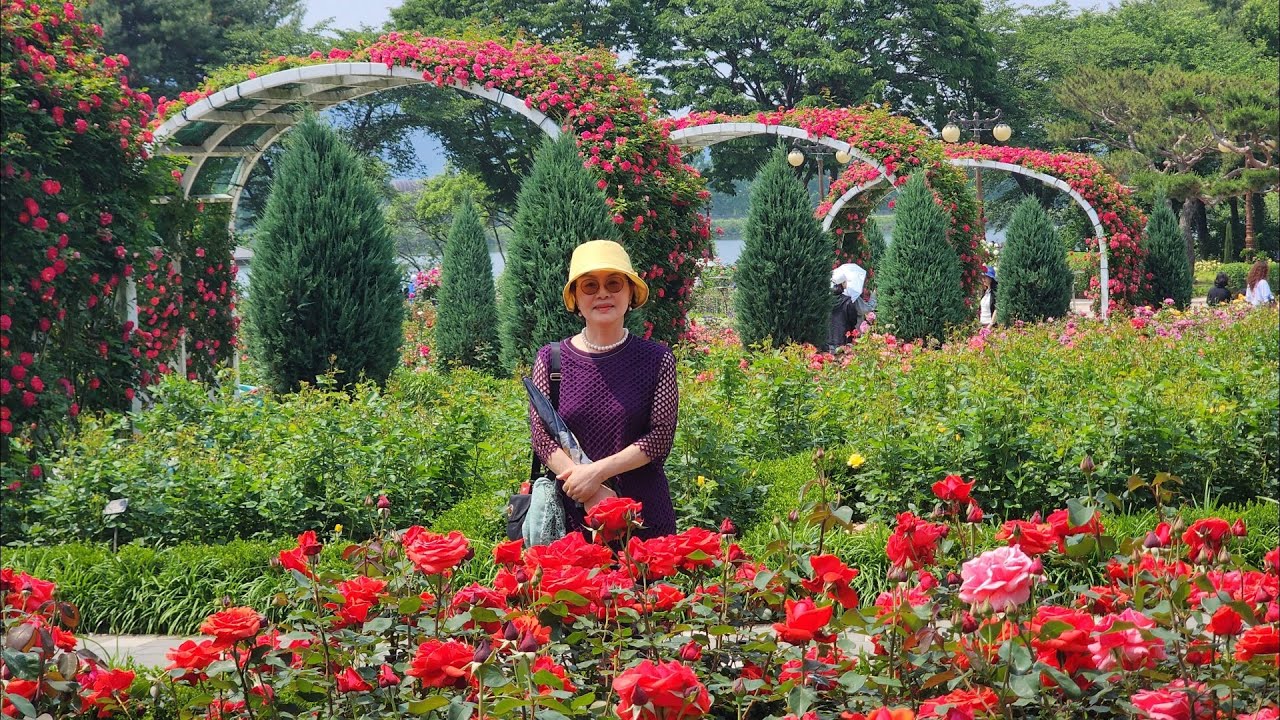 서울대공원 장미축제  화려한 모란 겹작약도 피어 Rose Festival,The peony is also blooming.