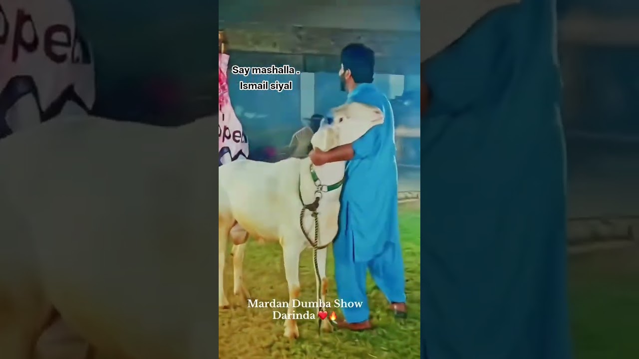 My Home sheep Baby 🐐 | Cute & Beautiful  Breed