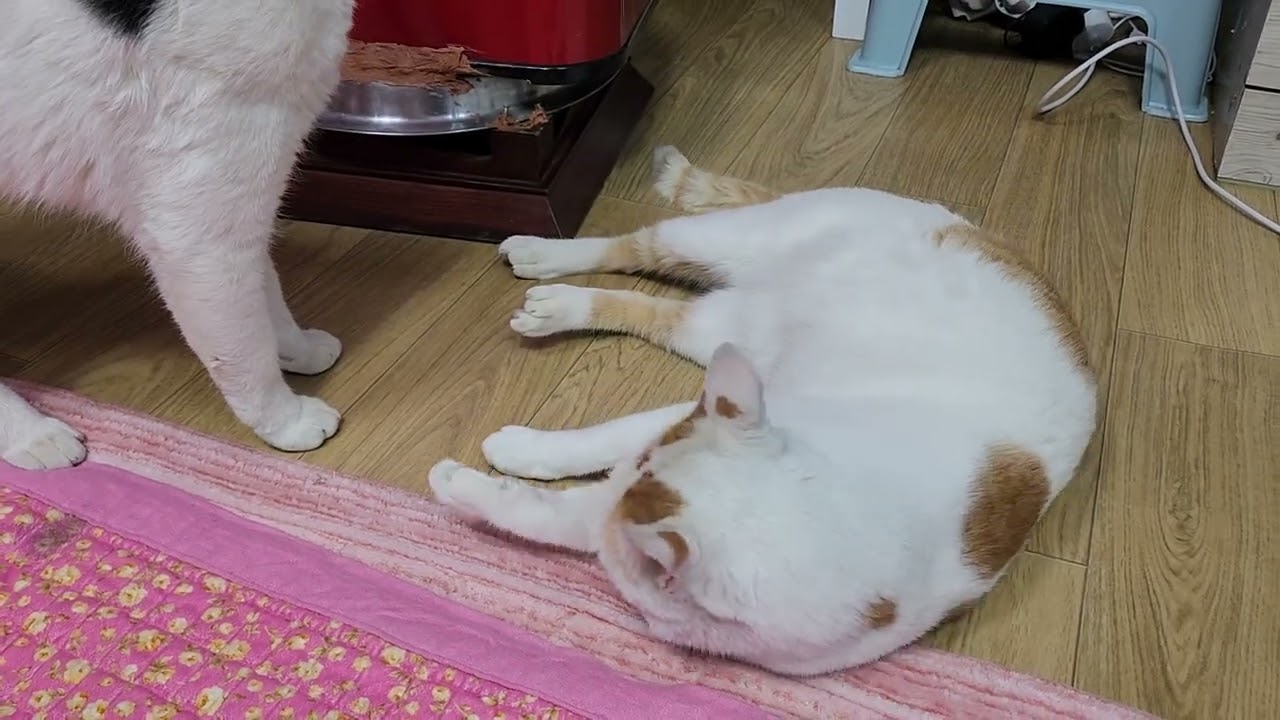 따뜻한  난로 가 좋아서 항상 곁에 누워 추운 겨울 을 행복하게 지날수 있는 아롱   다롱 이  꼬작   꼬작  털에  더러운 떼가 묻어도 목욕도  못시키고  날이 풀리 면 미남 