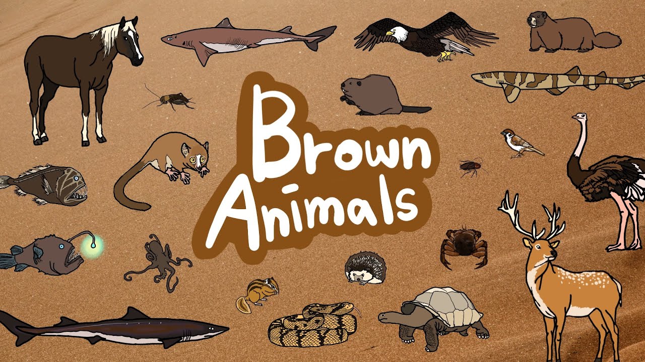 Brown Animals | Which creatures are brown in color? | Let’s discover brown animals | Kids Draw