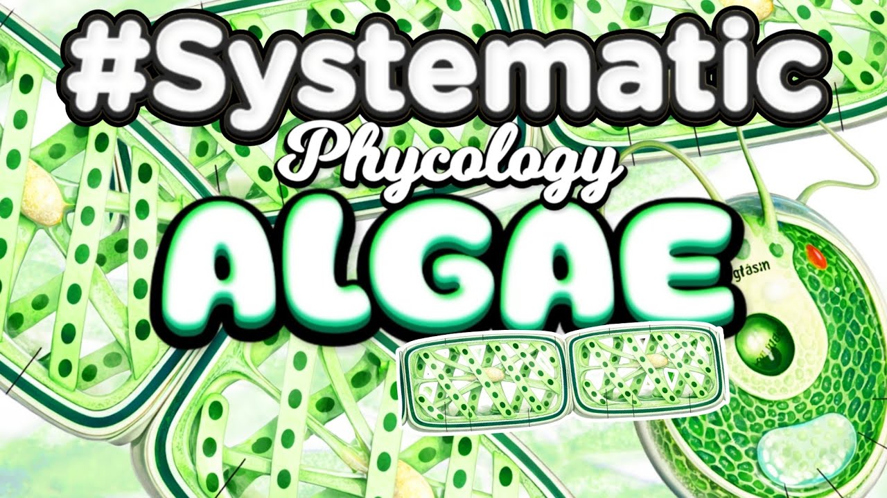Eukaryotic Green Algae, Chlamydomonas & Spirogyra