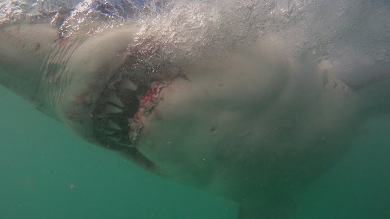 Predator Reach Shark Alley And hunts White Sharks, Why?