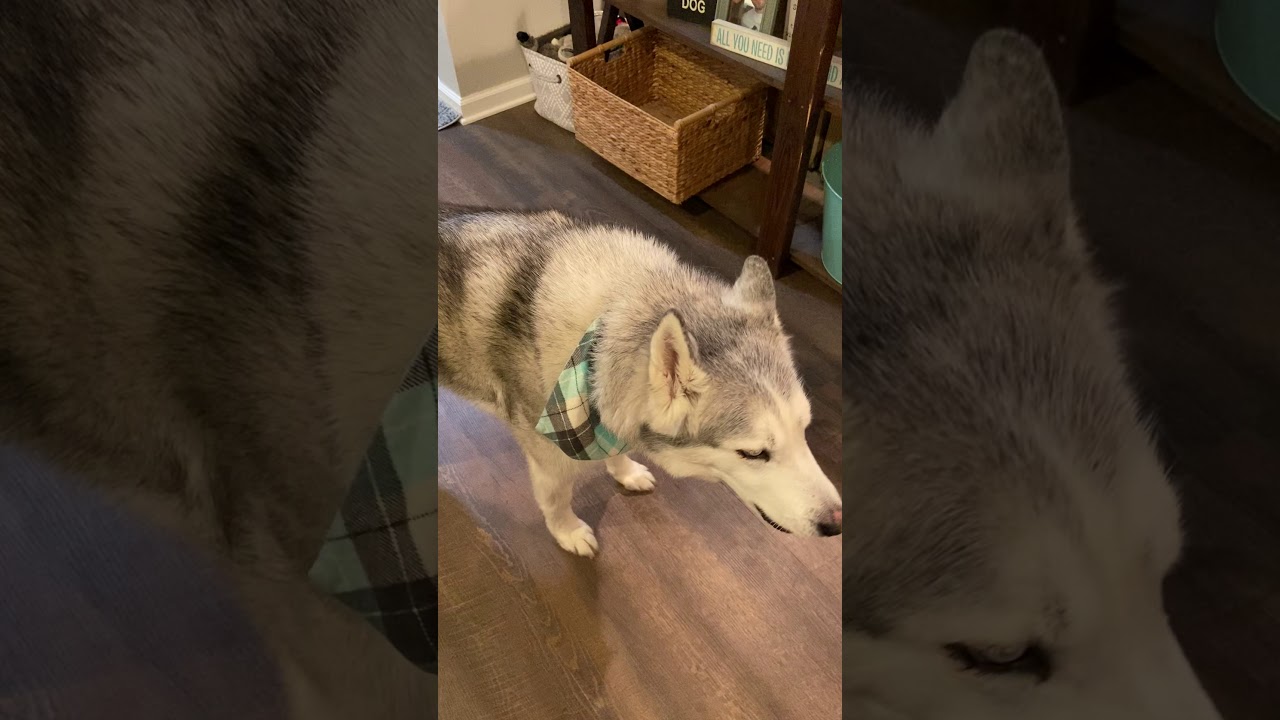 Stubborn Husky is master manipulator