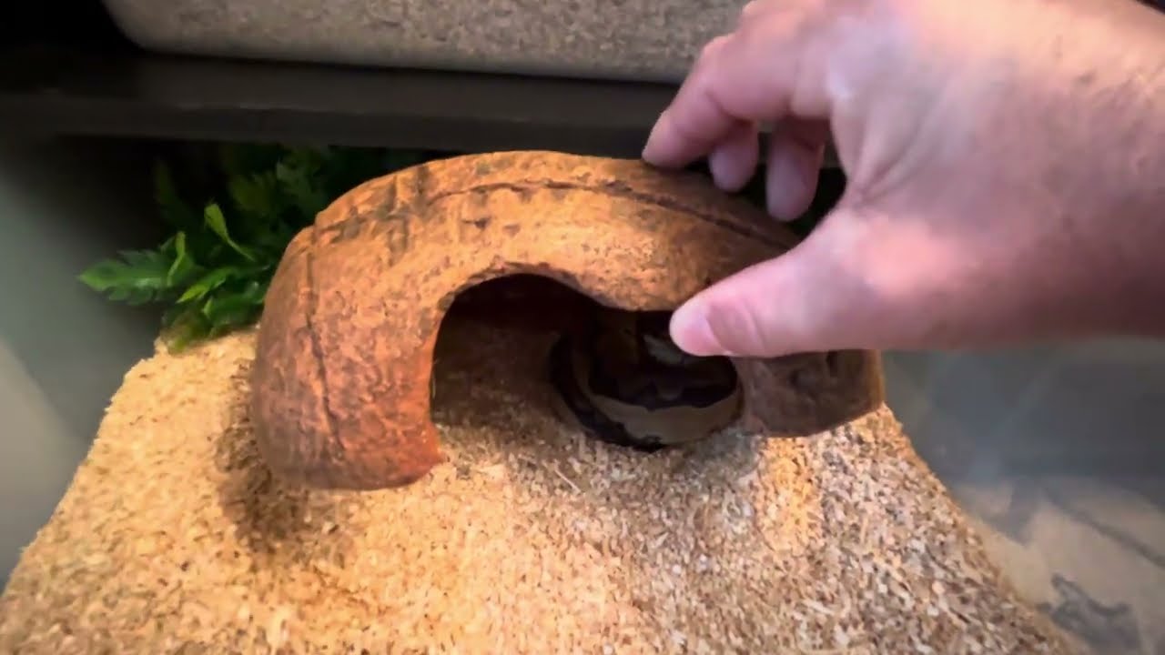 My C-Serpent snake rack setup completed 