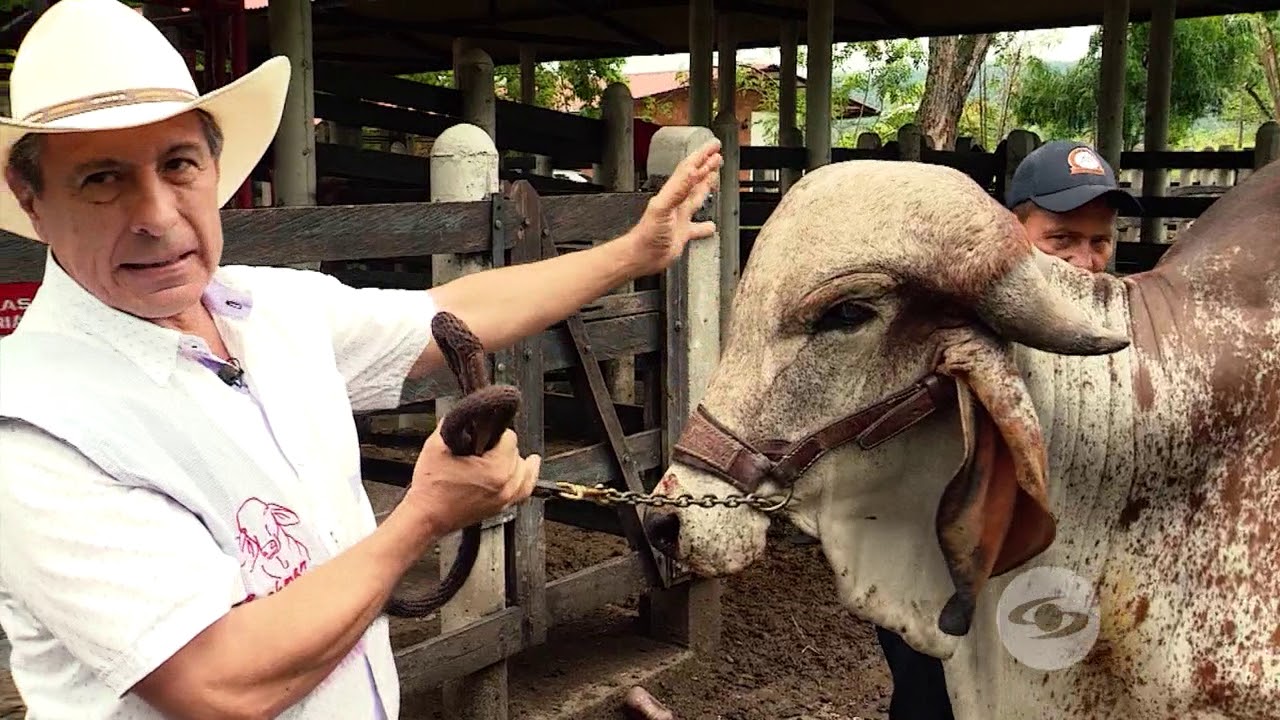 Características del macho reproductor gyr