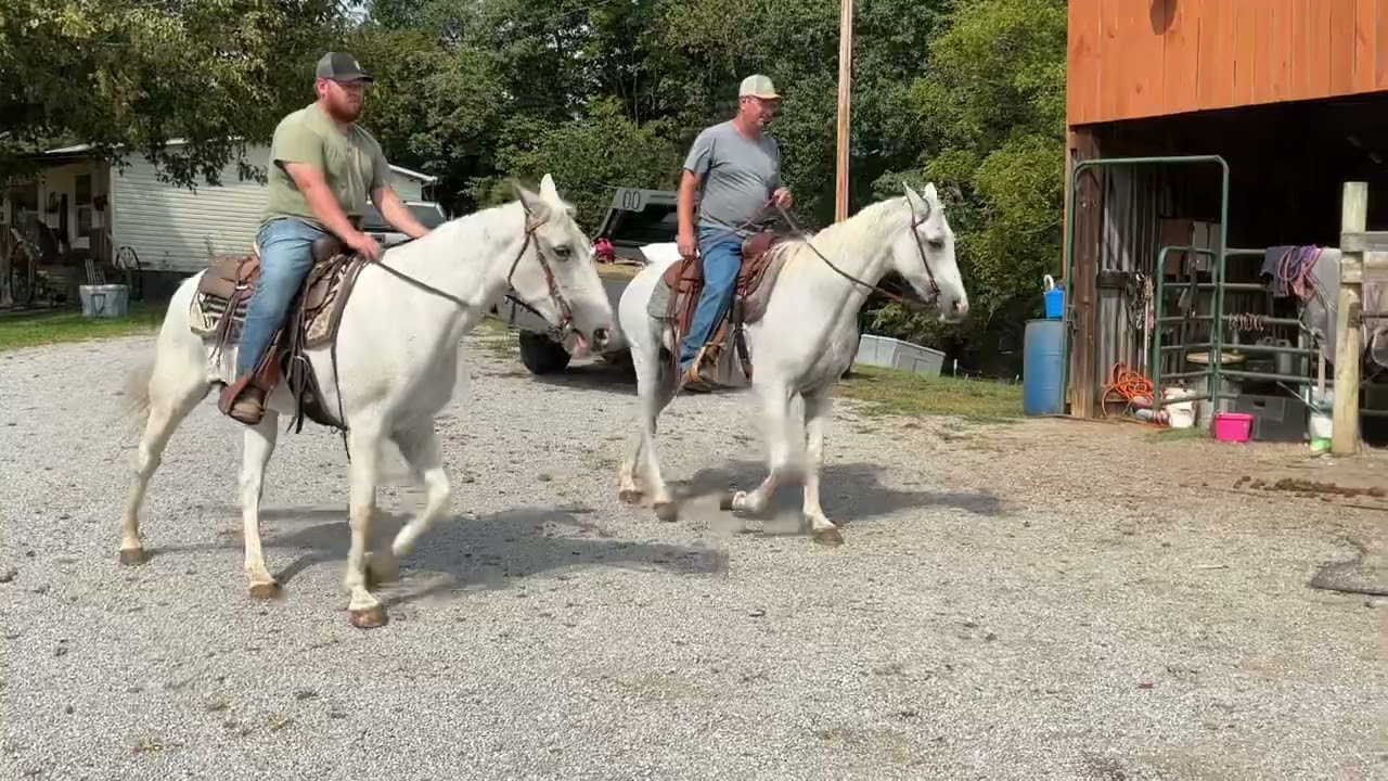 Sold 4521, 4522 – grey TWH mares 11 and 12 years old 15.1 H and 15.2 H ￼$1350 + 40 coggins EACH