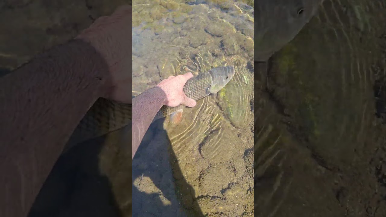 Catch and release! Chub fishing! #fishing #pescuit #fish #river #pescuitsportiv #kayakfishing