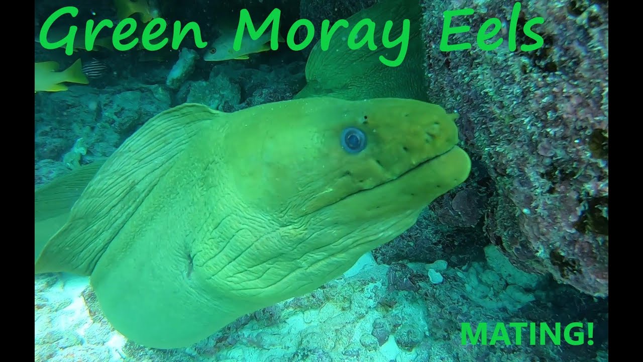 The Mating Rituals of the Green Moray Eel!