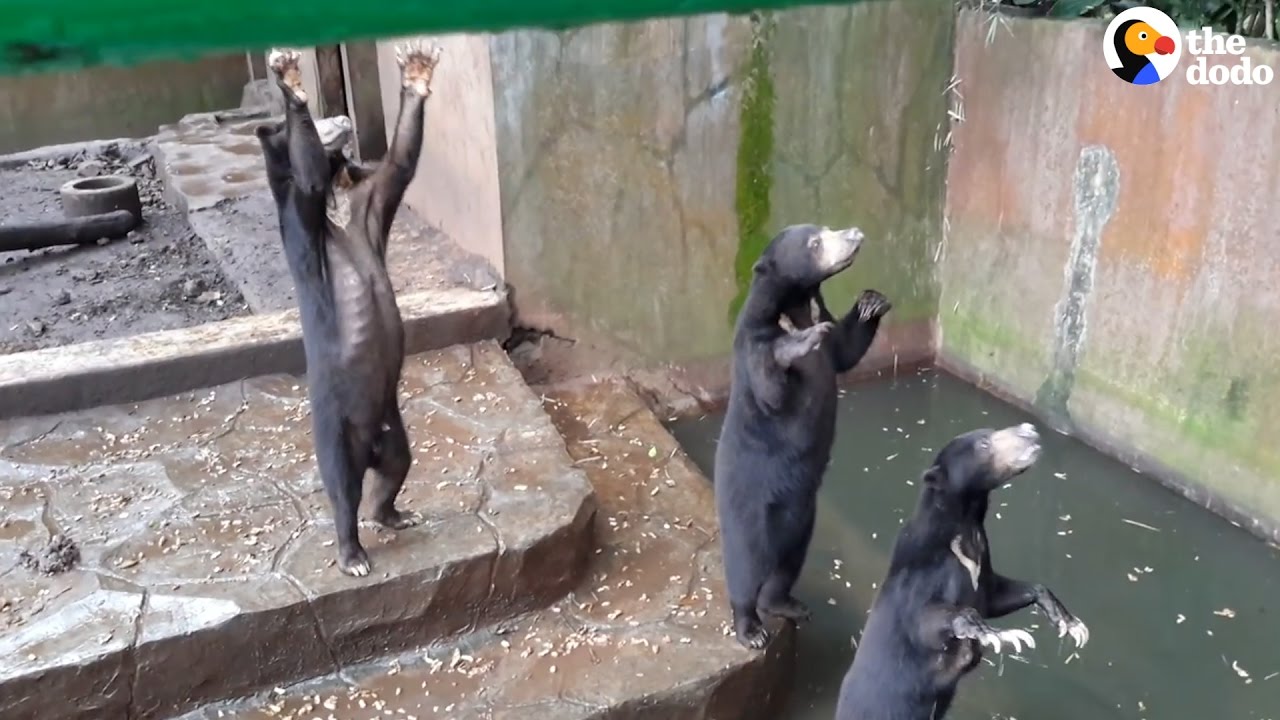 Starving Bears Beg Tourists for Food at Worst Zoo Ever | The Dodo