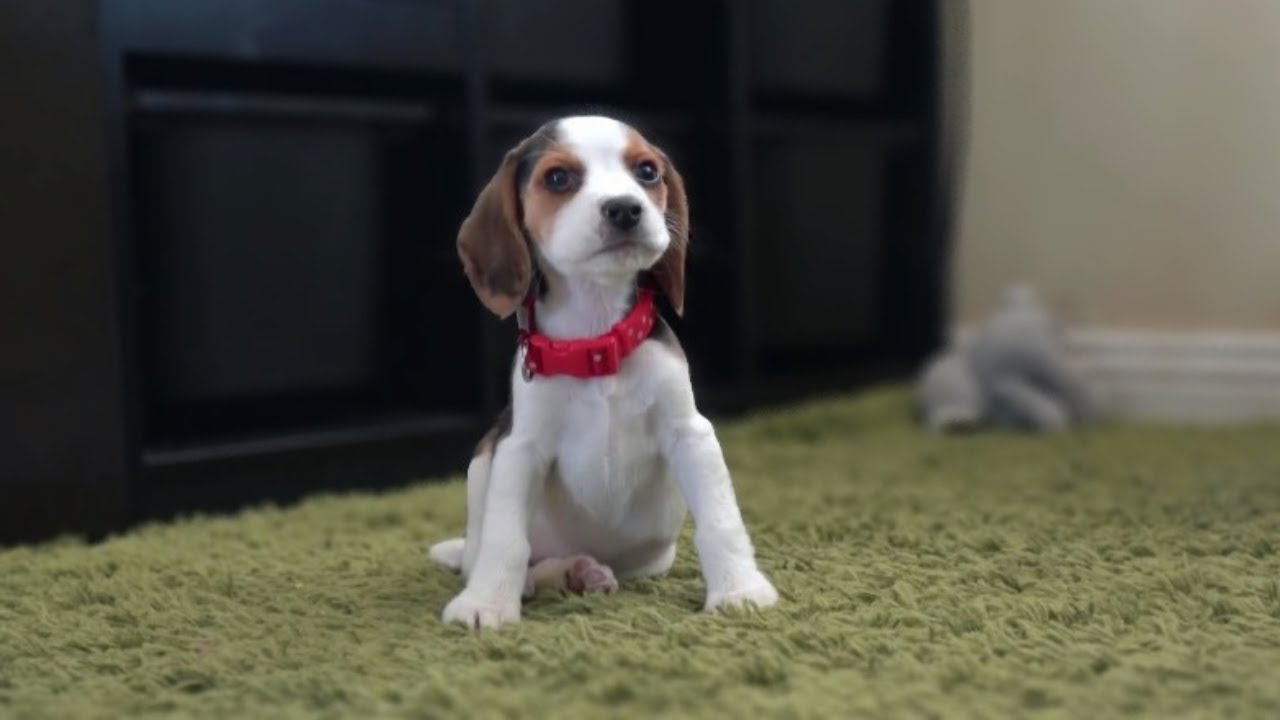 Cute beagle puppy from 8 weeks to 3 months