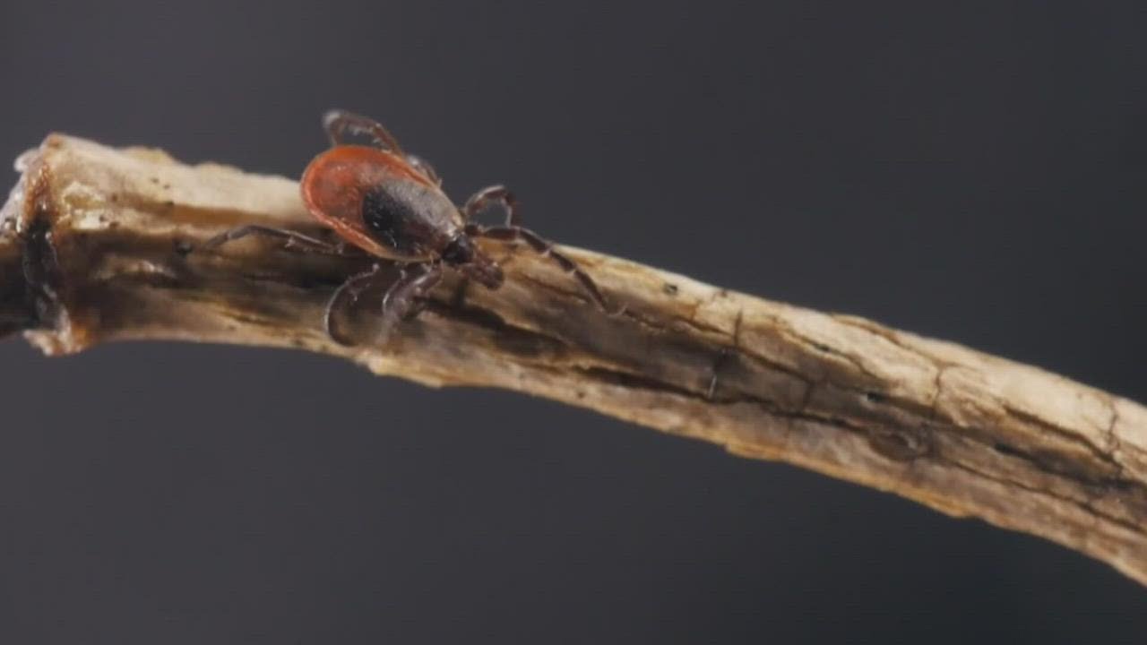 Deer ticks don't quit, even during the winter