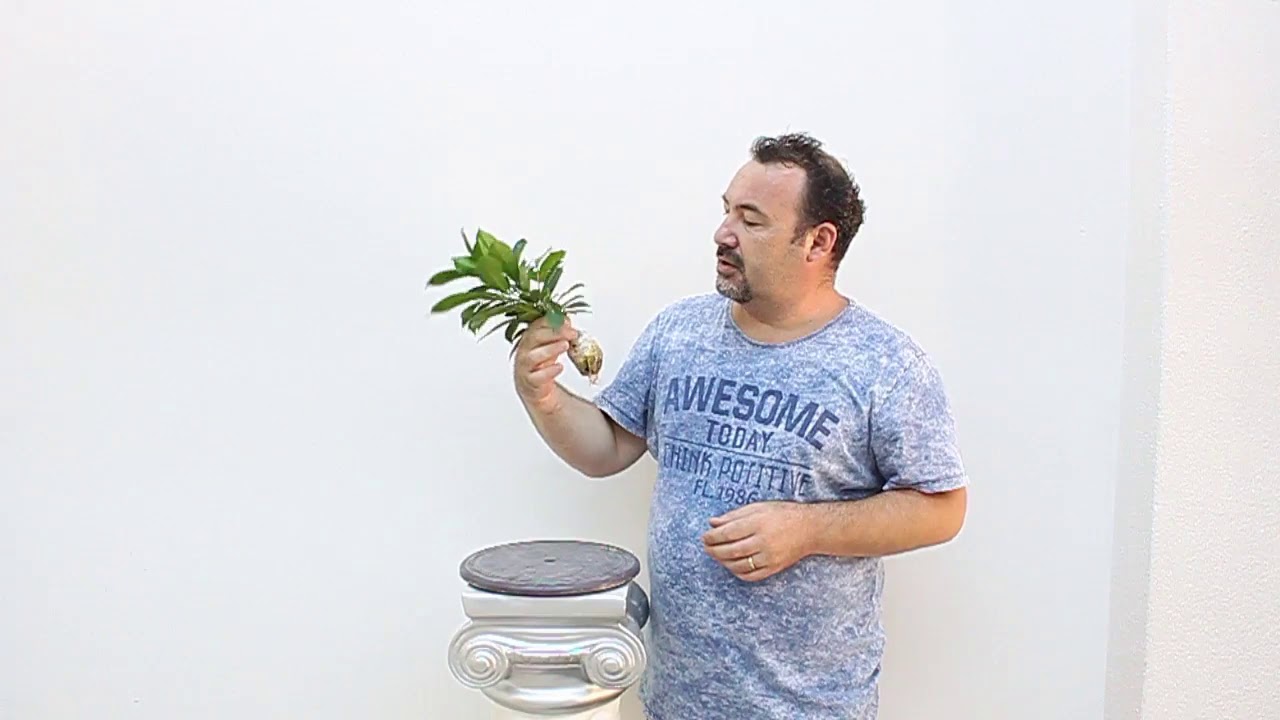 Ficus Ginseng Dal dan Havai köklendirme ile üretim.