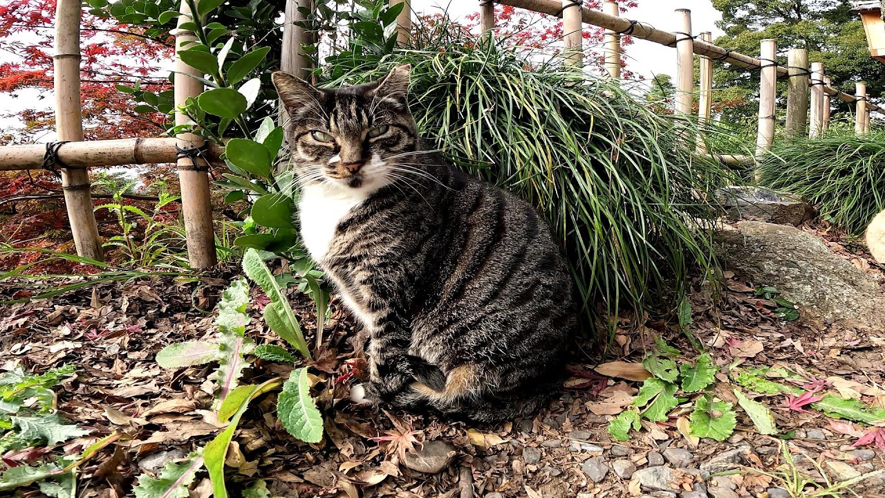 日本庭園で優雅に過ごす野良猫