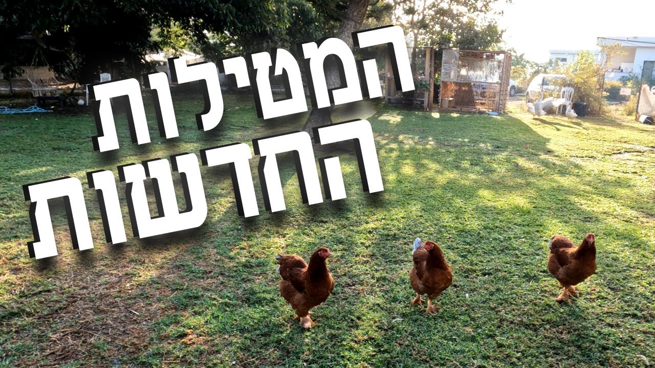 התרנגולות הצעירות שלנו התחילו להטיל ביצים