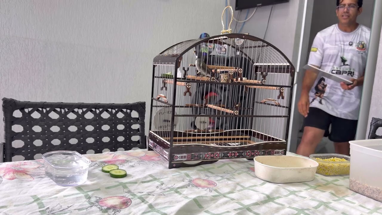 Como Preparar um Coleiro para o Torneio 🐦🔥 | Dicas de Ouro