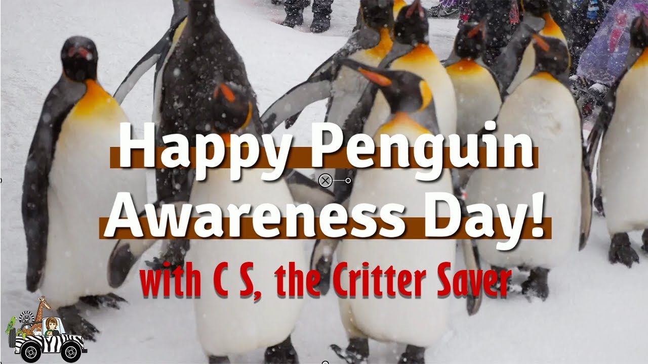Happy Penguin Awareness Day with C S Wurzberger, the Critter Saver