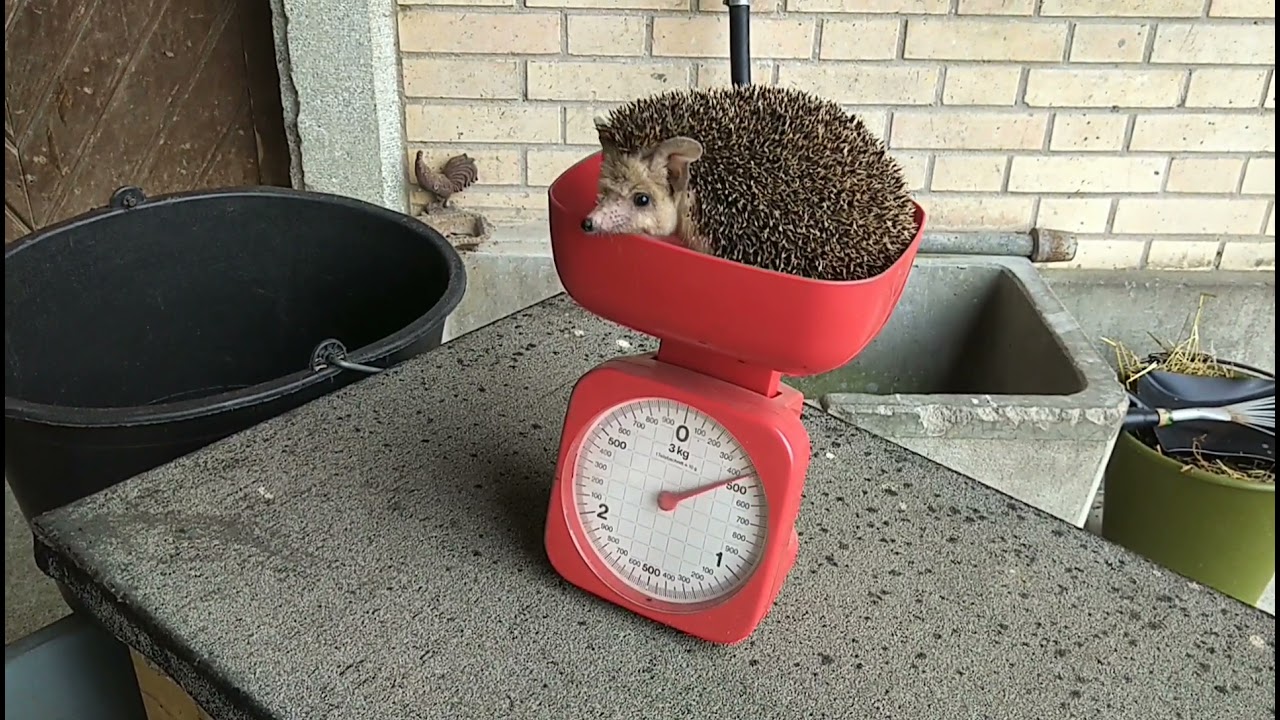 Unser Langohrigel nach der Winterruhe