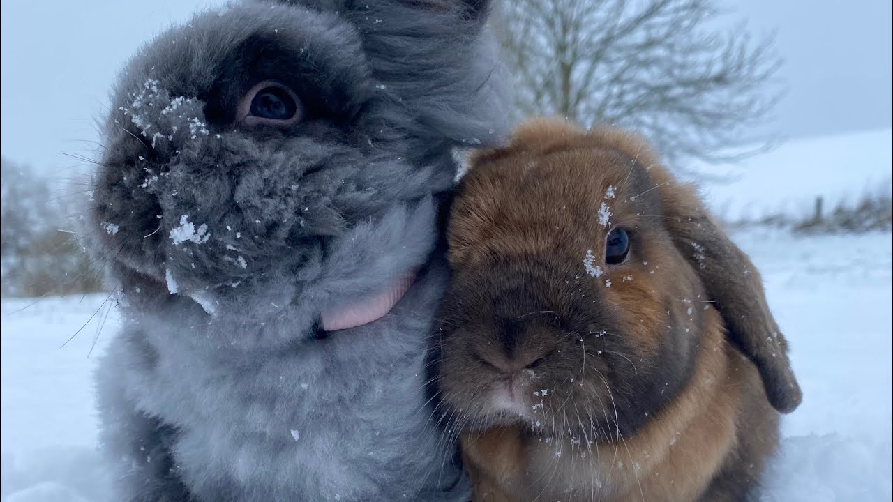 Gør rent i mine kaniners bur og gå tur med karamel og Bell ☃️