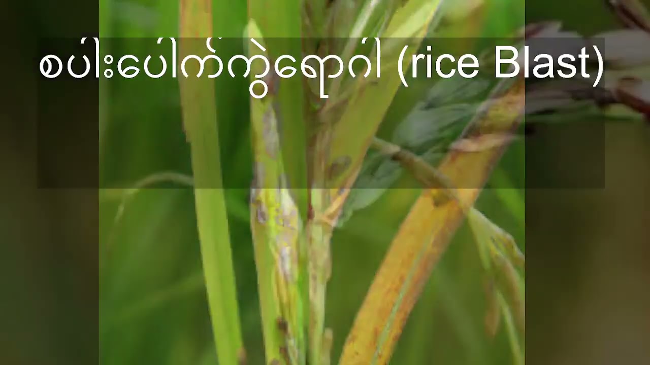 စပါးပေါက်ကွဲရောဂါ (Rice Blast) - Pyricularia oryzae