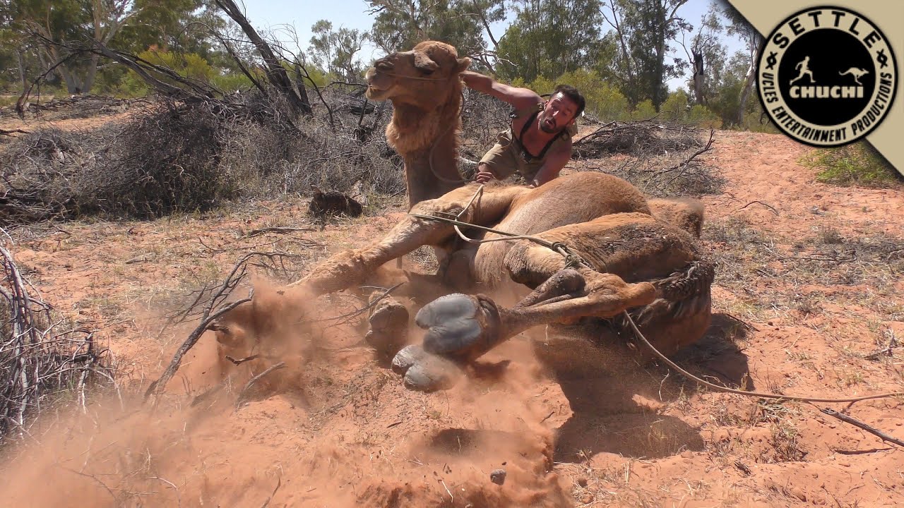 How to Catch Wild Camels with Andrew Ucles