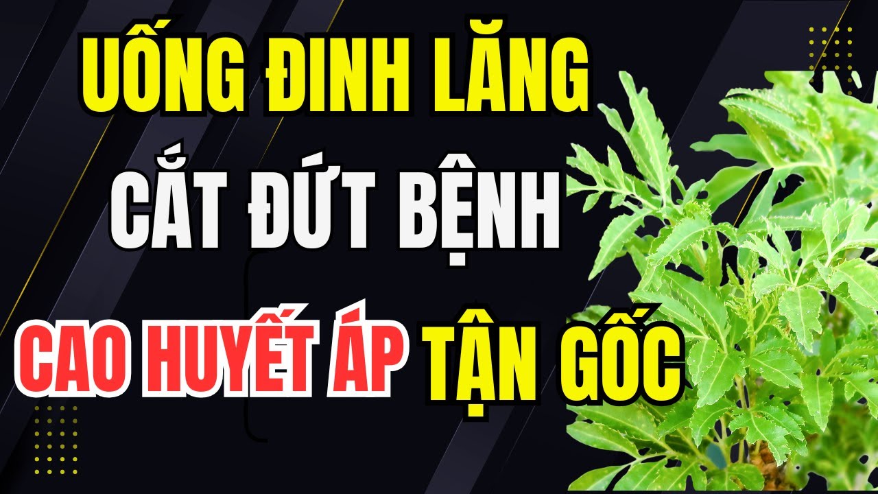 Bác Sĩ Mách: Uống Đinh Lăng “Cắt Đứt” Cao Huyết Áp Từ Gốc – Hiệu Quả Chỉ Sau 1 Tháng