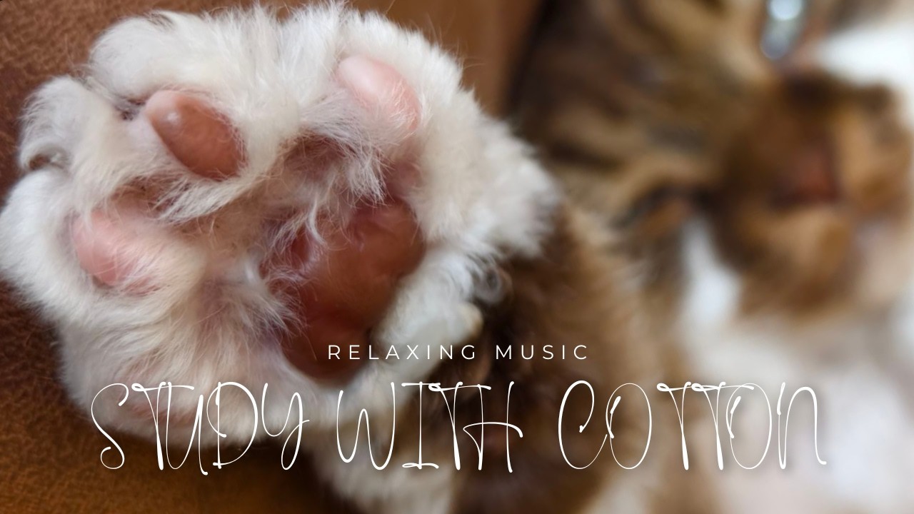 Sleeping with Cotton the Cat 🐱 | 40 Minutes of Calm Study Music