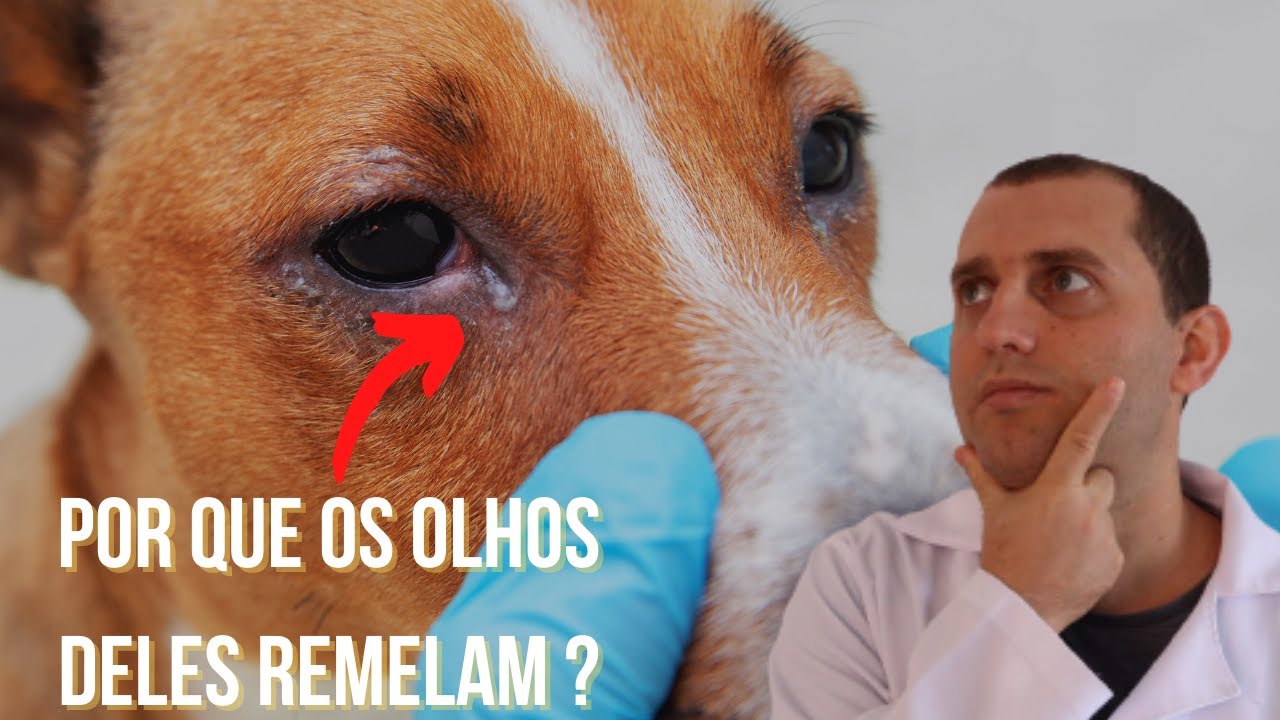 8 causas de remela no olho de cães e gatos