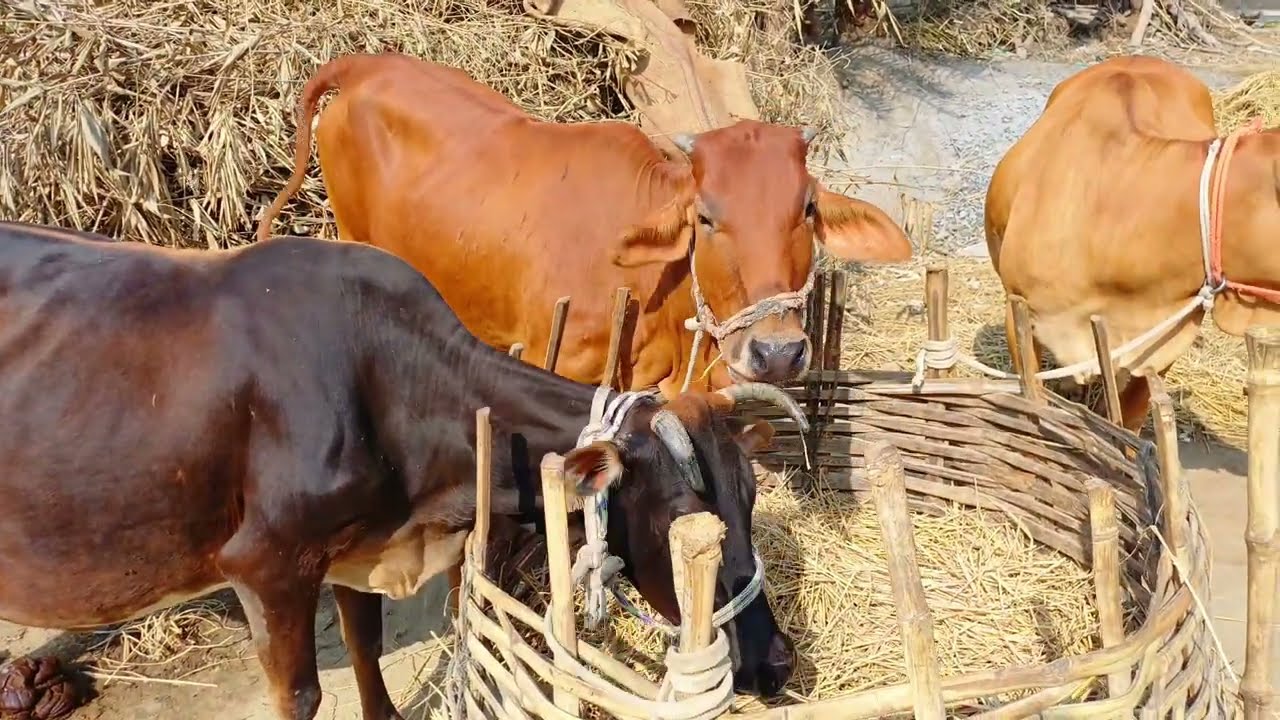 গ্রামের মানুষ শাহীওয়াল গরু পালন করে বেশি  RS Minu Agro