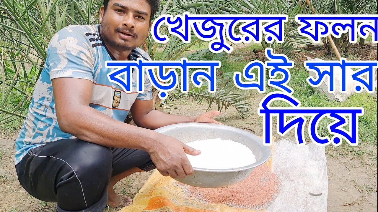 সৌদি খেজুরের গুরুত্বপূর্ণ পরিচর্যা।সৌদি খেজুর গাছে কি কি রাসায়নিক সার প্রয়োগ করতে হয়???#রাসায়নিক সার