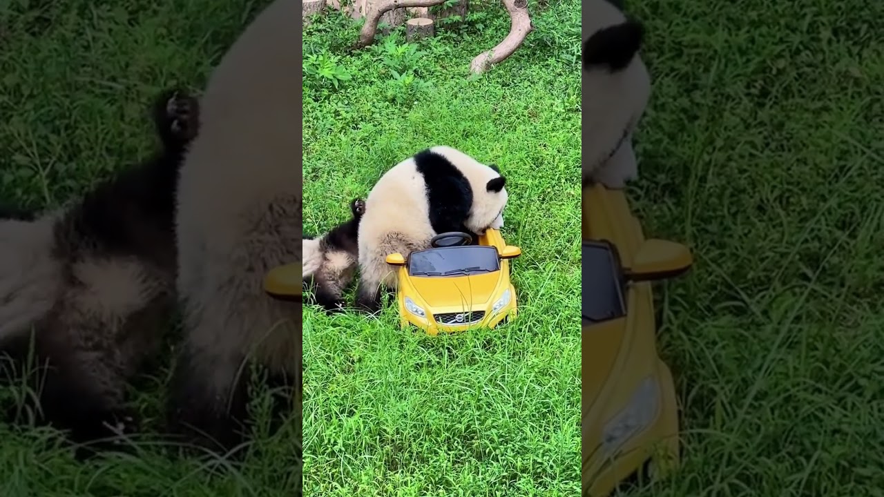 Panda&rsquo;s First Driving Lesson &ndash; Hilarious Car Ride Adventures! #pandacubs