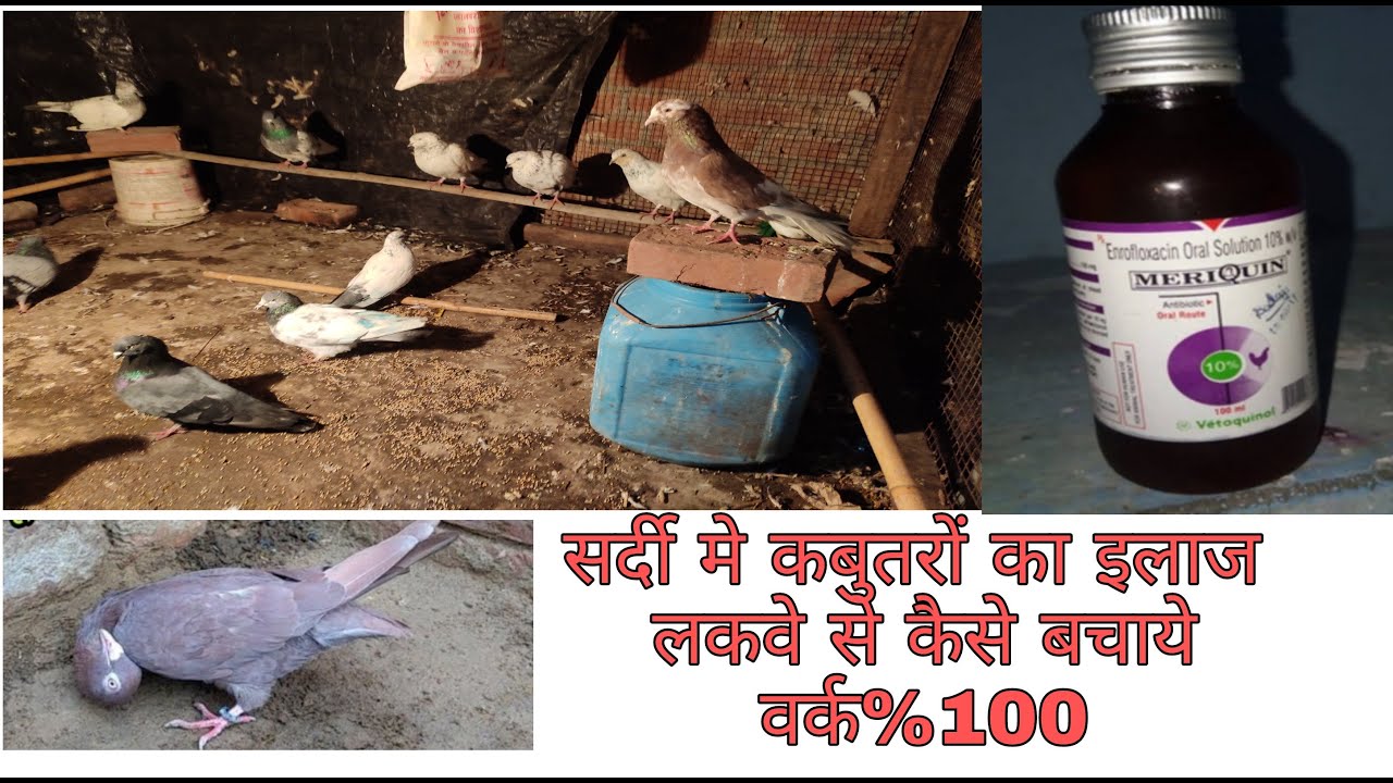 सर्दी मे कबुतरों का इलाज लकवे से कैसे बचाये 100%वर्क  meri quin medicine
