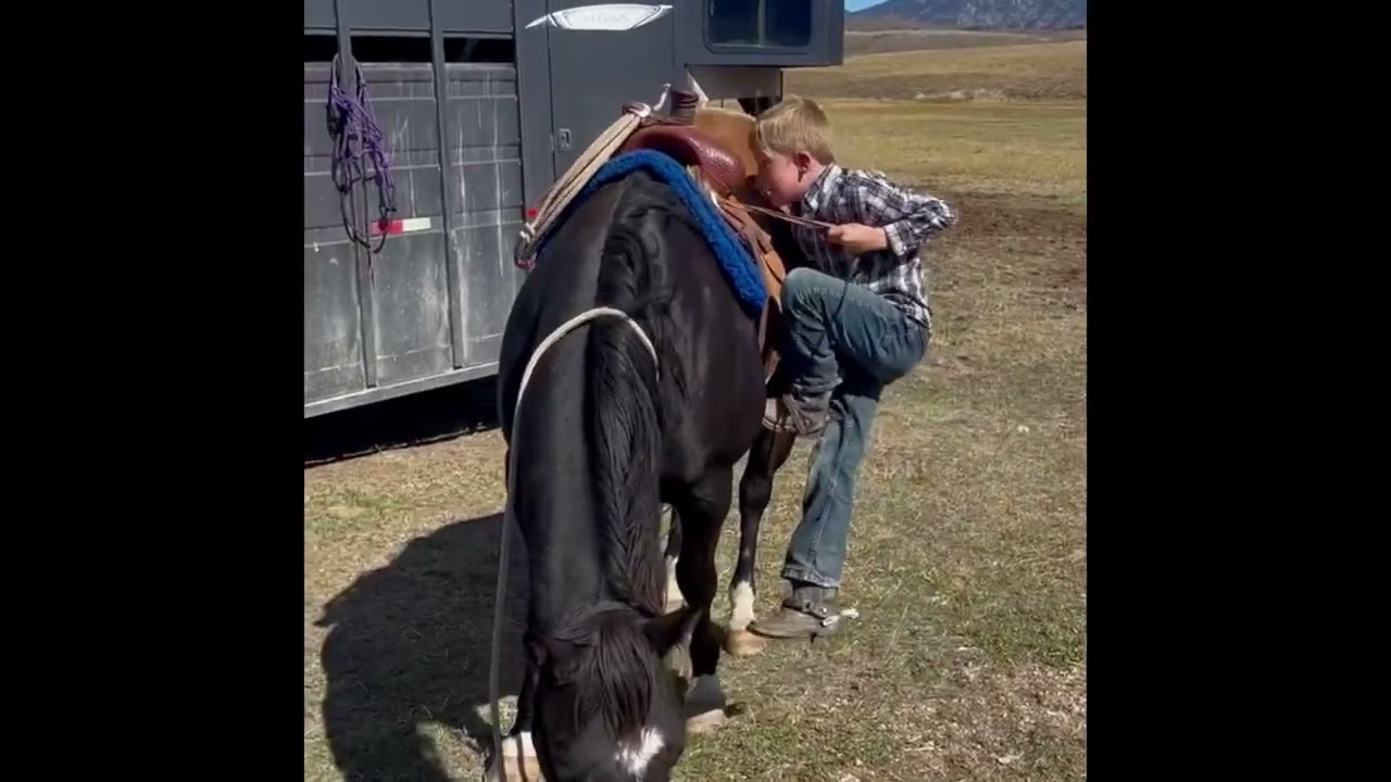 8 Ball. WYO Ranch Horse Sale