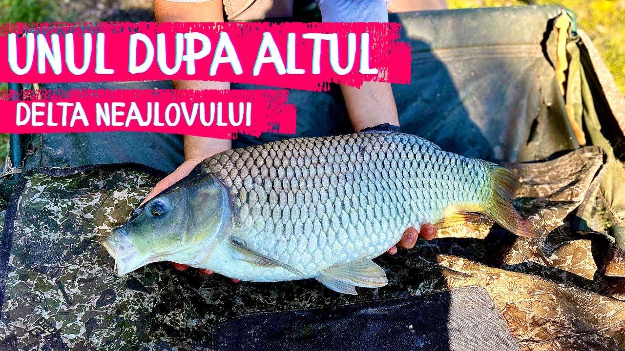 🔥PESCUIT la METHOD FEEDER dupa CRAP pe DELTA NEAJLOVULUI🔥
