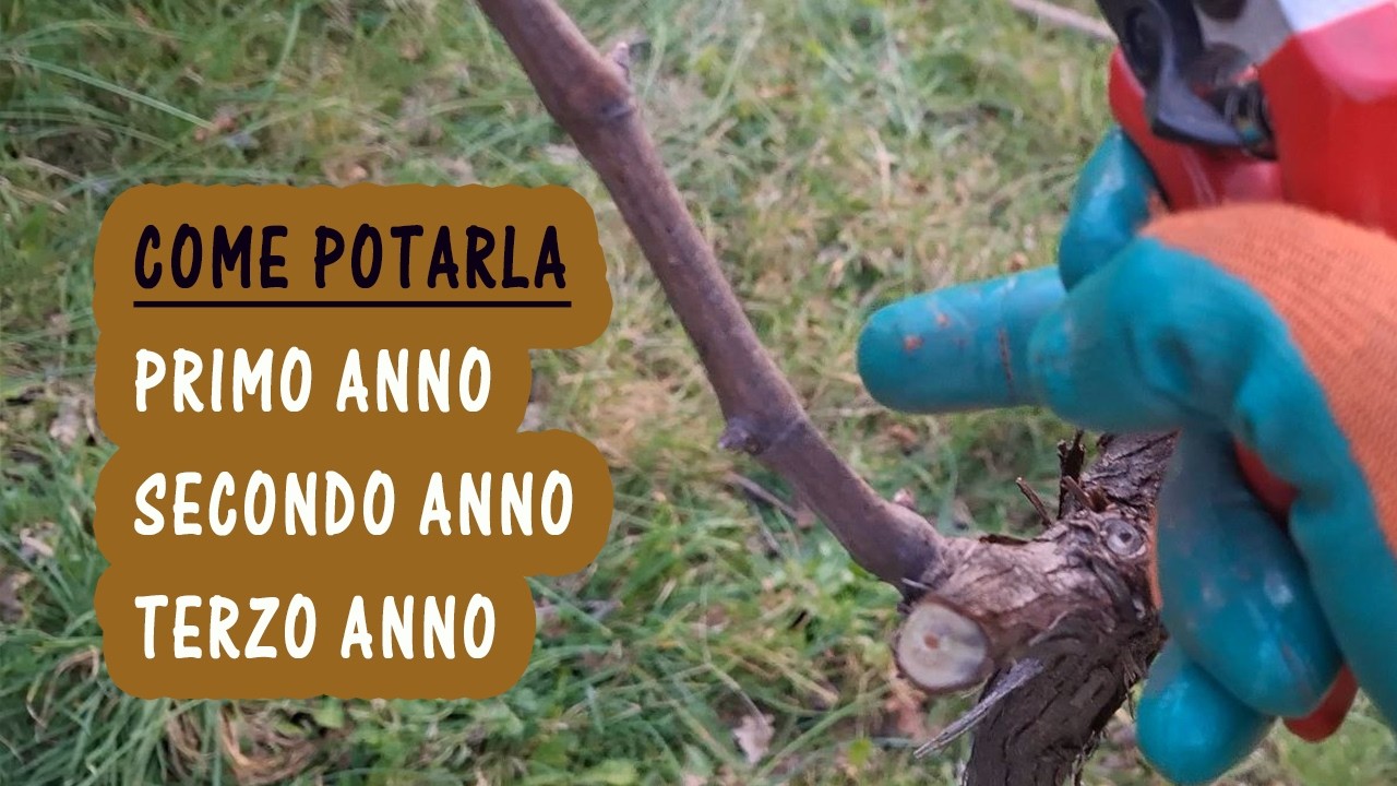 Potatura della vite al primo anno di vita. Come e quando potare le viti al 2° e 3° anno