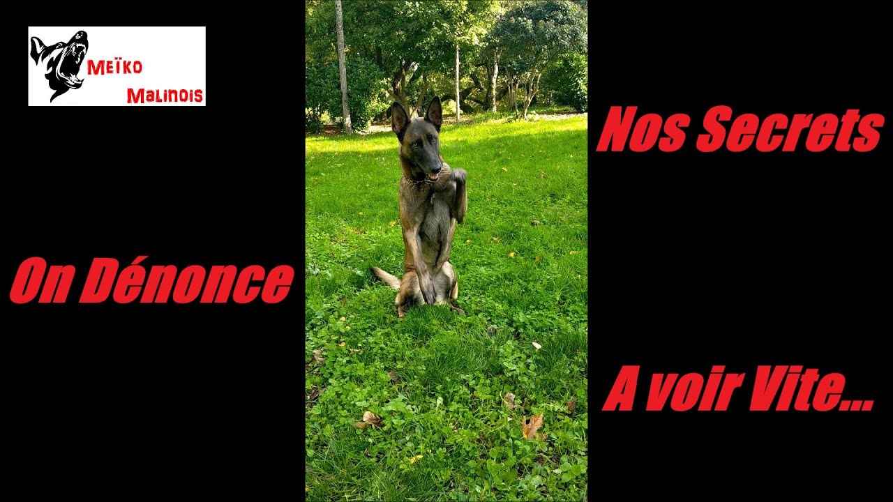 5 Minutes pour tout Comprendre du Chien