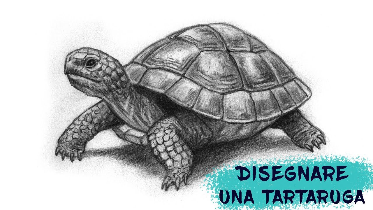 COME DISEGNARE UNA TARTARUGA A MATITA