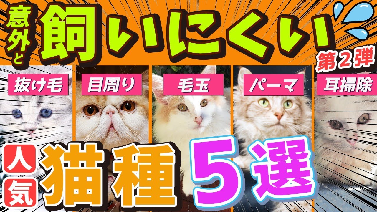 【実は「飼いにくい一面がある人気猫種５選」 