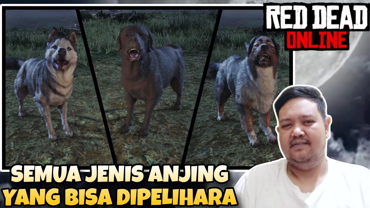 Review Semua Jenis Anjing Yang Bisa Kalian Pelihara - RDR Online