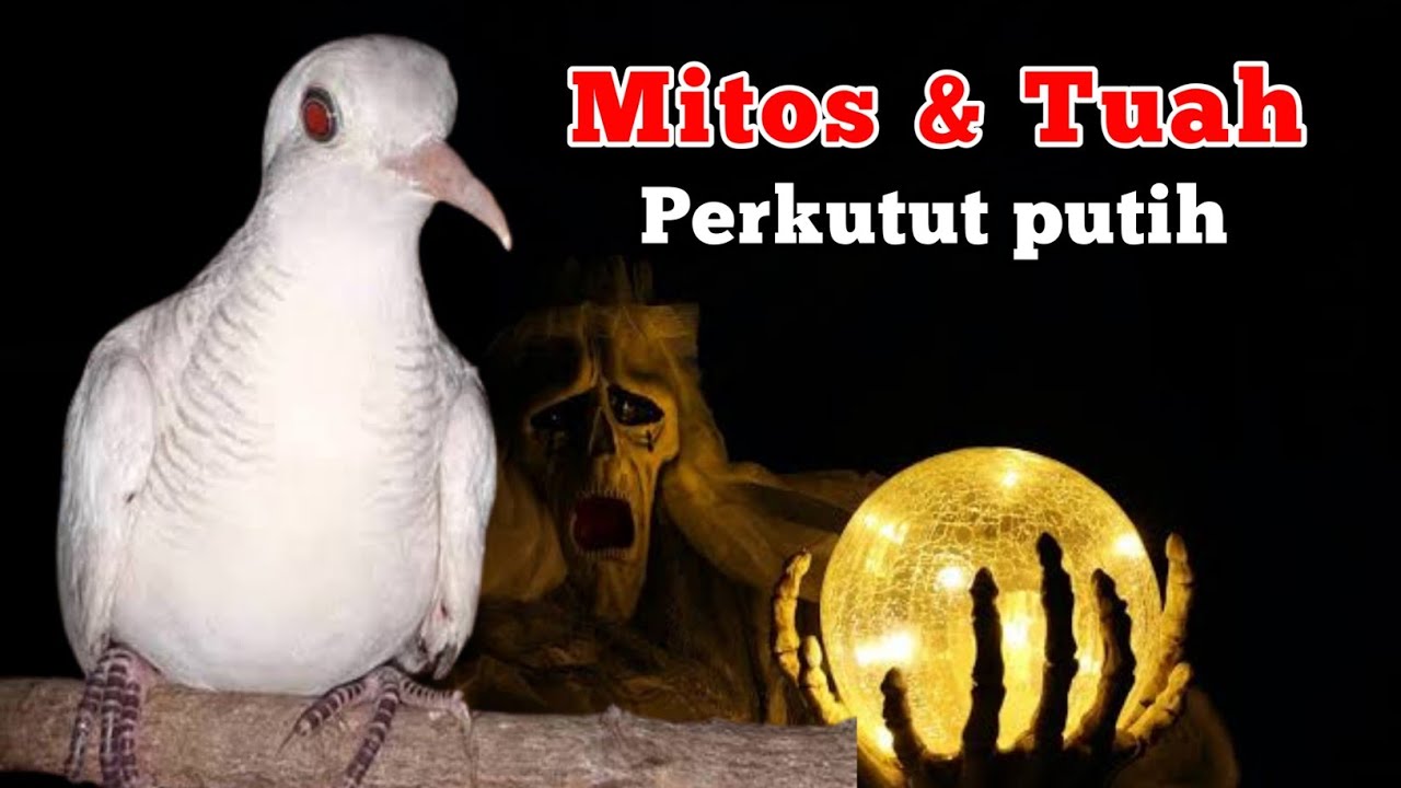 Mitos dan tuah perkutut putih lokal alam